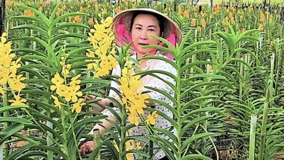 باغ ارکیده ۲۴ هکتاری در وسط «زمین فولادی»