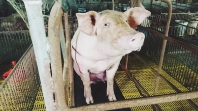 ລາຄາຫມູມື້ນີ້ 11/9/2025: ອາທິດນີ້ຫຼຸດລົງຢ່າງຫຼວງຫຼາຍ 4,000 ດົ່ງ