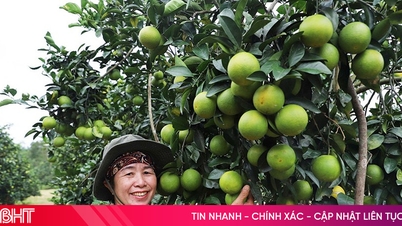 Les oranges de Thuong Loc ont une bonne récolte et un bon prix.