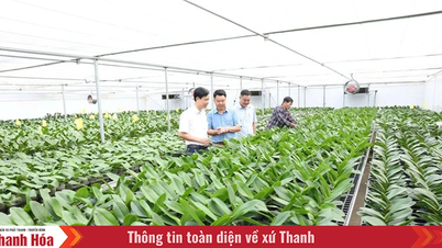Phát huy vai trò của Hội Nông dân trong phát triển kinh tế tập thể