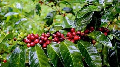 Kaffepris idag 11/9/2025: Denna vecka ökade det inhemska priset kraftigt
