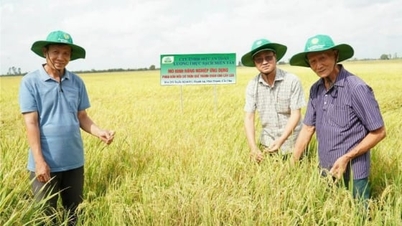 Strážce západního ohně: Zvyšování hodnoty rýžových zrn, zachování duše jižanské lidové hudby