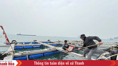 The highest determination to “remove the IUU yellow card” (Last article): From IUU commitment to sustainable fisheries development