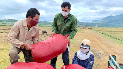 Rice exports in 10 months reached 3.7 billion USD