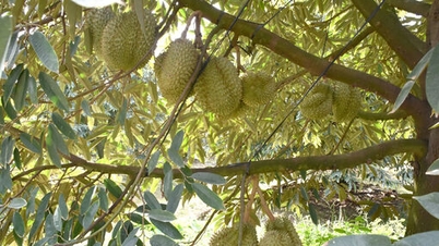 ترویج توسعه علم، فناوری و تحول دیجیتال در حوزه‌های کشاورزی و محیط زیست