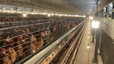 Az intelligens technológia javítja a tojásrakó csirketenyésztést