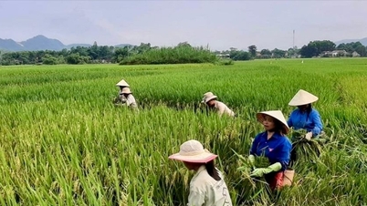 تان هوآ معیشت ایجاد می‌کند و اراده فرار از فقر را برمی‌انگیزد