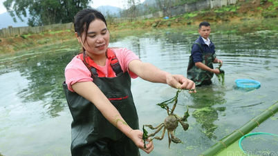 Látogass el Nam Pungba, és nézd meg, hogyan tenyésztenek különleges rákokat