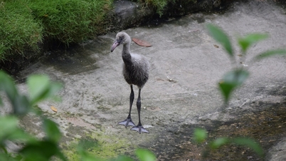 Los flamencos tienen su primera nidada de forma natural en el zoológico y jardín botánico de Saigón.