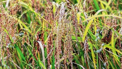 Quang Chieu៖ ពណ៌មាសនៃរដូវច្រូតកាត់ Cay Noi នៅ Thanh Hoa