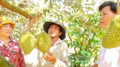 នៅពេលដែលកសិករ Dong Nai ក្លាយជា "អ្នកវិទ្យាសាស្ត្រឌីជីថល" នៅក្នុងវាលស្រែ