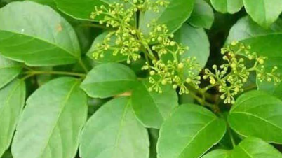 តើដើមតែអាចព្យាបាលជំងឺអ្វីខ្លះ?