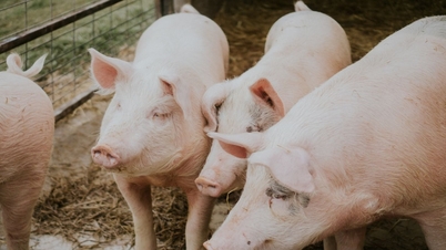 តម្លៃជ្រូកថ្ងៃនេះ ថ្ងៃទី 10 ខែវិច្ឆិកា៖ ខាងជើង និងខាងត្បូងរក្សាកម្រិតកំពូលនៃសប្តាហ៍