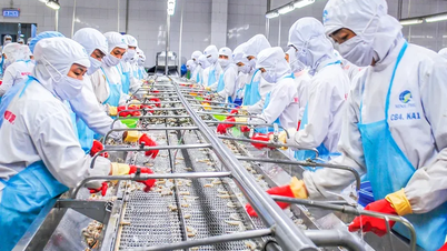 Ca Mau, önemli balıkçılık endüstrisini geliştiriyor