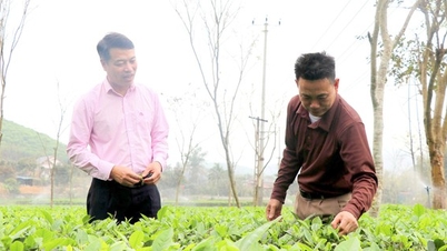 Tuyen Quang: Mendorong pengembangan produksi dan pengurangan kemiskinan berkelanjutan berkat program kredit kebijakan