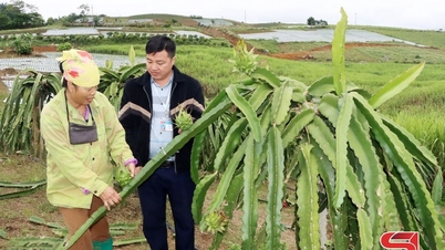 ຊາວ​ກະ​ສິ​ກອນ​ຈຽງ​ຊູ​ແຂ່ງ​ຂັນ​ເພື່ອ​ຮັ່ງ​ມີ