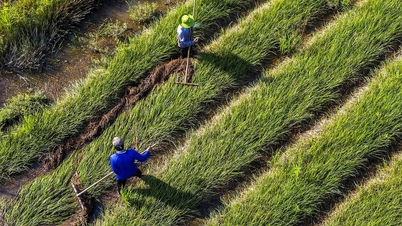 הערות על מסמכי קונגרס המפלגה ה-14: בניית יסודות איתנים לווייטנאם ירוקה ודיגיטלית