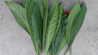 6 kesan luar jangka daun perilla