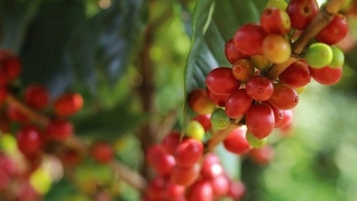 Giá nông sản hôm nay (10/11): Giá cà phê tăng mạnh