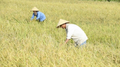 Giá lúa gạo hôm nay 10/11/2025: Cả hai mặt hàng vững giá