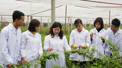 שכלול המסגרת המשפטית לפיתוח הרפואה המסורתית הוייטנאמית במסגרת אינטגרציה בינלאומית