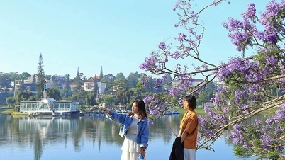 Badai tumbangkan pohon phoenix ungu yang terkenal di Dalat, wisatawan merasa menyesal