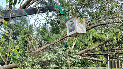 ស្នាក់នៅពេញមួយយប់ សម្អាតដើមឈើដែលដួលរលំដោយសារភ្លៀង