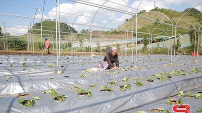 Moc Son ផ្តោតលើការថែរក្សាដំណាំរដូវរងា