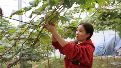 Xã Bình Liêu: Khai thác tiềm năng, lợi thế phát triển kinh tế