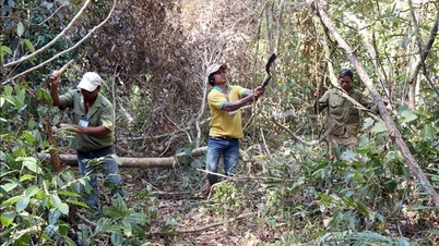 ບໍຣິສັດ ປ່າໄມ້ ຫລາຍແຫ່ງ ຢູ່ແຂວງ ລໍາດົງ ຕ້ອງກູ້ຢືມ ຈາກທະນາຄານ ເພື່ອຈ່າຍເງິນເດືອນ.