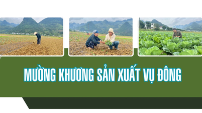 موونج خونج إنتاج المحاصيل الشتوية