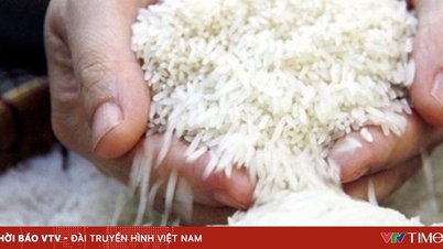 ST25 pirinci dünyanın en iyi pirinci ödülünü kazanmaya devam ediyor