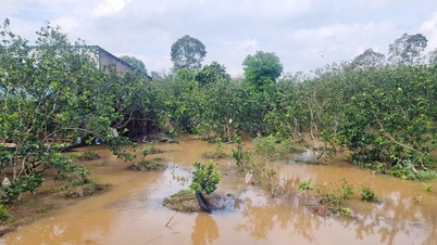 Высокие приливы вызывают глубокое затопление многих посевных площадей.