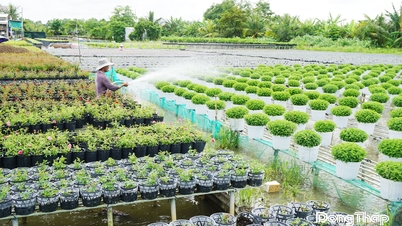 Festival Hoa - Kiểng lần 2 năm 2025: "Tăng tốc" cho mùa lễ hội rực rỡ