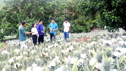 بلدية كيب تصبح غنية من زراعة الأناناس خارج الموسم