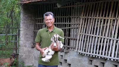 পর্যটনের সাথে মিলিত হয়ে ছাগল পালন, মূল্য শৃঙ্খল সম্প্রসারণ করছে