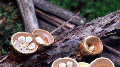 Kuş Yuvası Mantarı: Benzersiz Küçük Bir Mantarın Narin Güzelliği