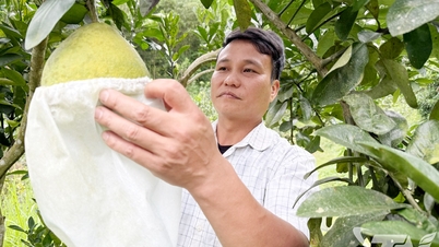 La Hien: Focus op economische ontwikkeling van citrusbomen