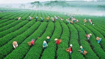 Vietnam organiseert voor het eerst een Internationaal Theefestival