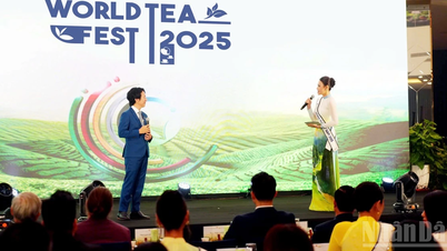 Op het Internationale Theefestival van 2025 in Lam Dong worden veel records gevestigd