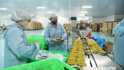 Mise en place d'une filière d'élevage et de transformation de grillons destinée à l'exportation