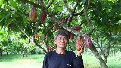 ໂກໂກ້ກັບມາ