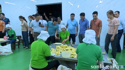 ពាណិជ្ជកម្ម និងសេវាកម្មបានបន្តកើនឡើងជាវិជ្ជមាននៅក្នុងខែវិច្ឆិកា និងរយៈពេល ១១ ខែដំបូងនៃឆ្នាំ ២០២៥។
