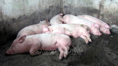 In der Provinz Quang Tri besteht die Gefahr eines erneuten Ausbruchs der Afrikanischen Schweinepest.