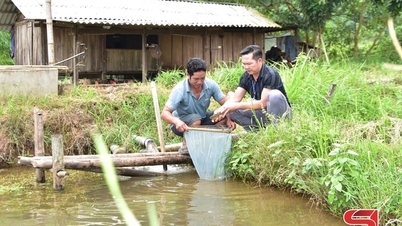 Model de creștere a crapului argintiu în Xuan Nha