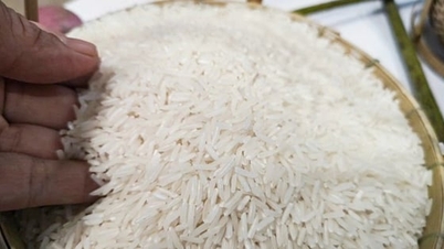 2025年11月11日の米価格：市場は依然として静か