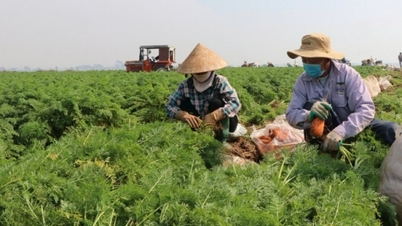 Tarımsal ürünlerin istikrarlı arzını sürdürmek