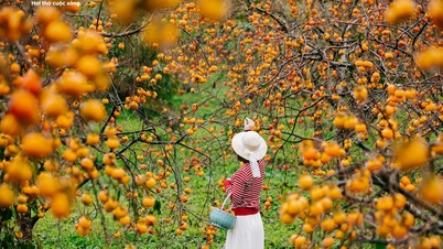 Плато Мок Чау чудово виглядає в сезон стиглих троянд, приваблюючи туристів зблизька та здалеку.