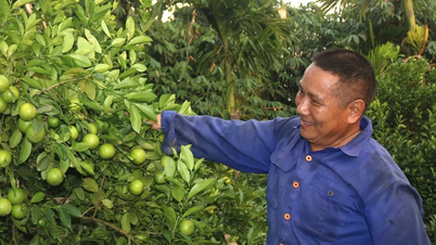 Biến đồi cằn cỗi thành vườn tiền tỷ, tạo việc làm cho nhiều lao động địa phương