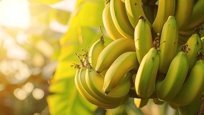 Egy újabb vietnami vállalkozás több mint 1000 hektár banántermesztővel rendelkezik, a név meglepő